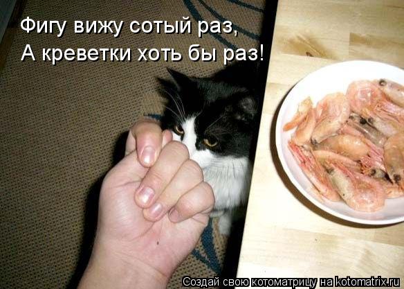 Фигу вижу сотый раз, А креветки хоть бы раз!... Котоматрица: Фигу вижу сотый раз, А креветки хоть бы раз!