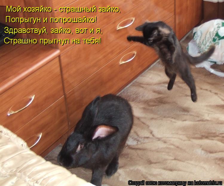 Котоматрица: Мой хозяйко - страшный зайко, Попрыгун и попрошайко! Здравствуй, зайко, вот и я, Страшно прыгнул на тебя!