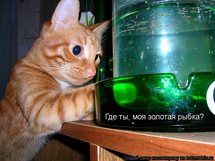 Котоматрица: Где ты, моя золотая рыбка?