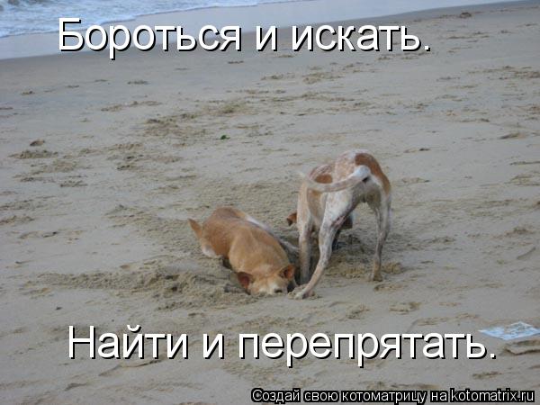 Котоматрица: Бороться и искать. Найти и перепрятать.