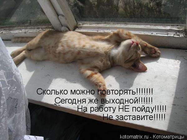 Котоматрица: Сколько можно повторять!!!!!!! Сегодня же выходной!!!!!! На работу НЕ пойду!!!!! Не заставите!!!!!