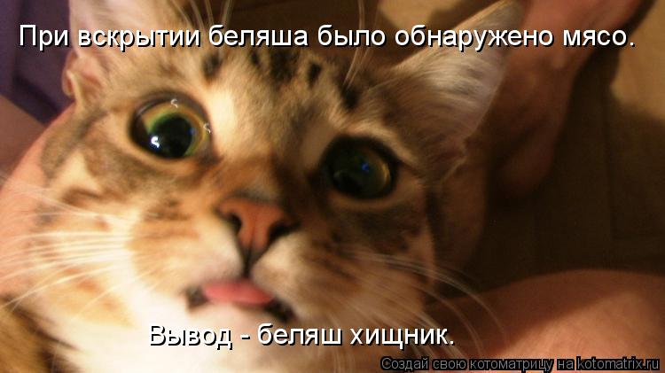 При вскрытии беляша было обнаружено мясо. Вывод - беляш хищник.... Котоматрица: При вскрытии беляша было обнаружено мясо. Вывод - беляш хищник.