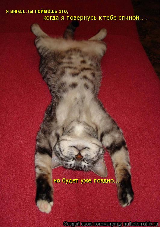 Котоматрица: я ангел..ты поймёшь это, когда я повернусь к тебе спиной.... но будет уже поздно...