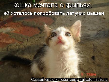 Котоматрица: кошка мечтала о крыльях: ей хотелось попробовать летучих мышей.