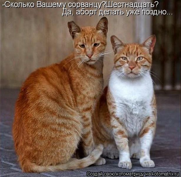 Котоматрица: -Сколько Вашему сорванцу?Шестнадцать? Да, аборт делать уже поздно...