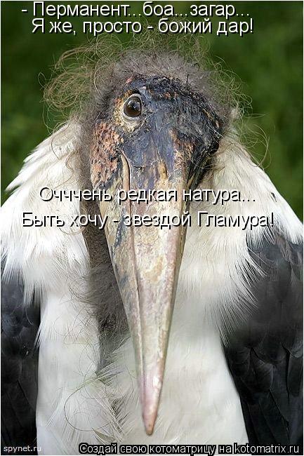 Котоматрица: - Перманент...боа...загар... Я же, просто - божий дар! Очччень редкая натура... Быть хочу - звездой Гламура!