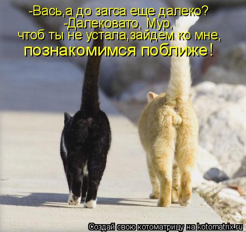 -Вась,а до загса еще далеко? -Далековато, Мур, чтоб ты не устала,зайдем ко мне, познакомимся поближе!... Котоматрица: -Вась,а до загса еще далеко? -Далековато, Мур, чтоб ты не устала,зайдем ко мне, познакомимся поближе!