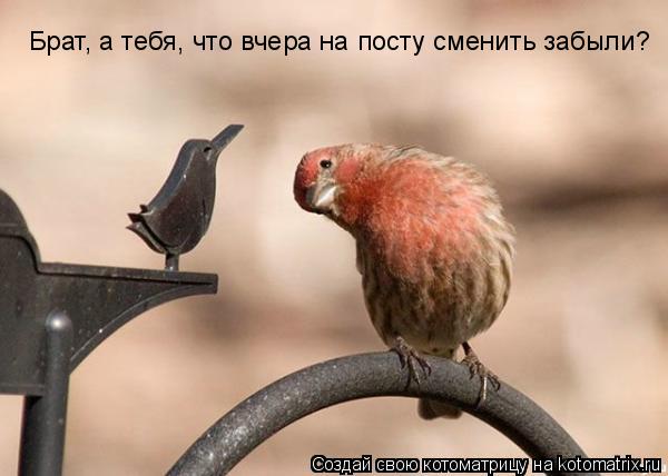 Котоматрица: Брат, а тебя, что вчера на посту сменить забыли?