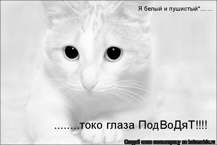 Котоматрица: Я белый и пушистый*....... ........токо глаза ПодВоДяТ!!!!