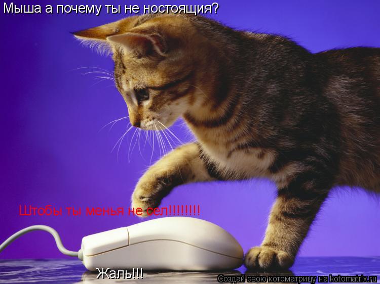 Котоматрица: Мыша а почему ты не ностоящия? Штобы ты менья не сел!!!!!!!! Жаль!!!
