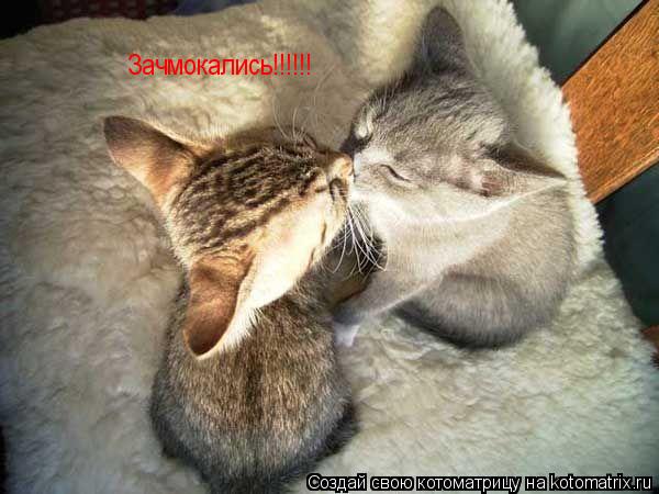 Котоматрица: Зачмокались!!!!!!