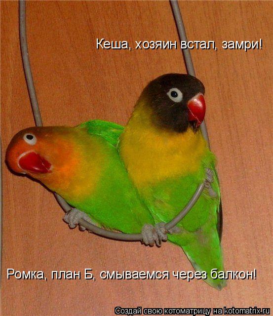 Котоматрица: Ромка, план Б, смываемся через балкон! Кеша, хозяин встал, замри!