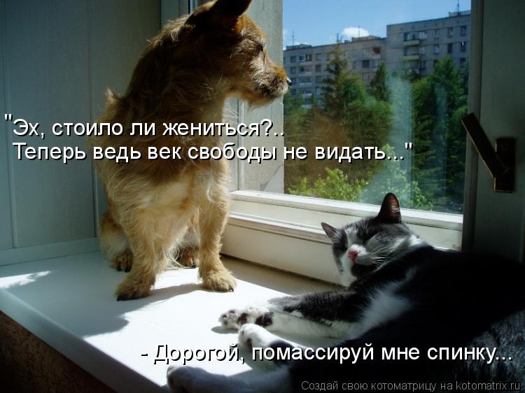 Эх, стоило ли жениться?.. Теперь ведь век свободы не видать..." " - Дорогой, помассируй мне спинку..... Котоматрица: Эх, стоило ли жениться?.. Теперь ведь век свободы не видать..." " - Дорогой, помассируй мне спинку...
