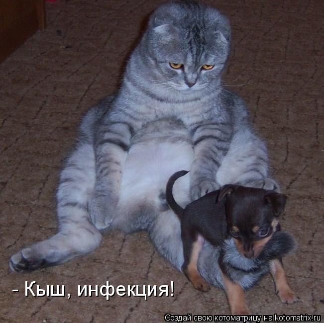 Котоматрица: - Кыш, инфекция!