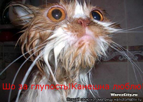Шо за глупость!Канешна люблю!... Котоматрица: Шо за глупость!Канешна люблю!