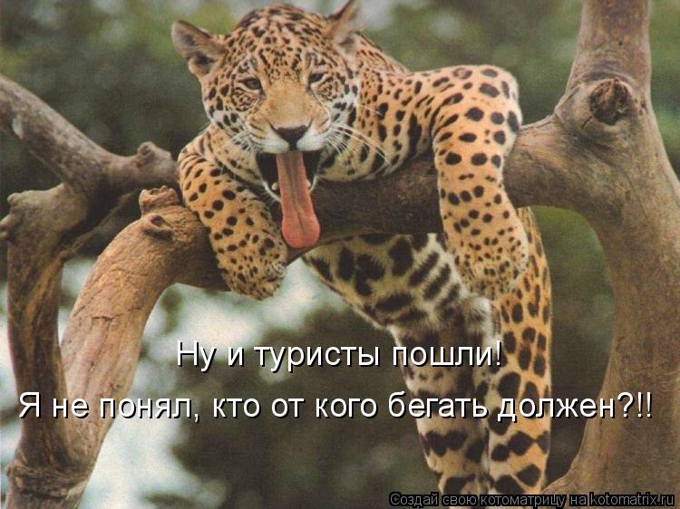 Ну и туристы пошли! Я не понял, кто от кого бегать должен?!!... Котоматрица: Ну и туристы пошли! Я не понял, кто от кого бегать должен?!!