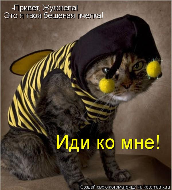 -Привет, Жужжела! Это я твоя бешеная пчелка! Иди ко мне!... Котоматрица: -Привет, Жужжела! Это я твоя бешеная пчелка! Иди ко мне!
