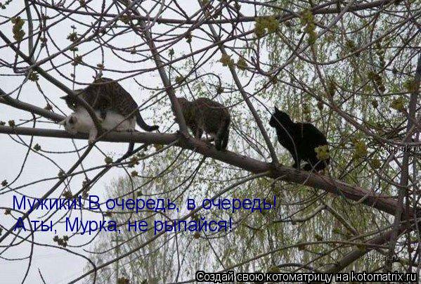Мужики! В очередь, в очередь! А ты, Мурка, не рыпайся!... Котоматрица: Мужики! В очередь, в очередь! А ты, Мурка, не рыпайся!
