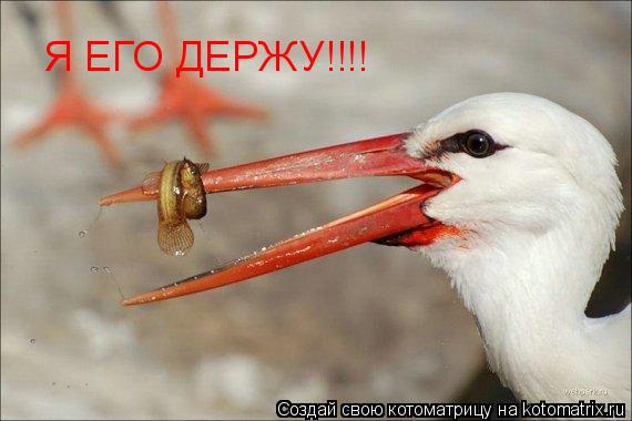 Котоматрица: Я ЕГО ДЕРЖУ!!!!