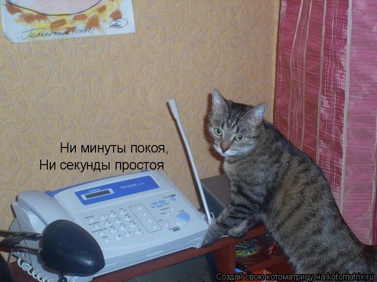 Котоматрица: Ни минуты покоя, Ни секунды простоя