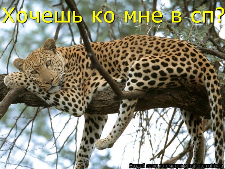 Хочешь ко мне в сп?... Котоматрица: Хочешь ко мне в сп?
