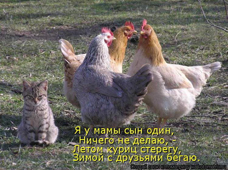 Котоматрица: Я у мамы сын один,  Ничего не делаю, -  Летом куриц стерегу,  Зимой с друзьями бегаю.