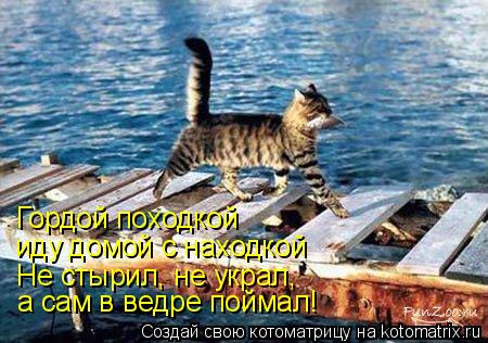 Гордой походкой иду домой с находкой Не стырил, не украл, а сам в ведре поймал!... Котоматрица: Гордой походкой иду домой с находкой Не стырил, не украл, а сам в ведре поймал!