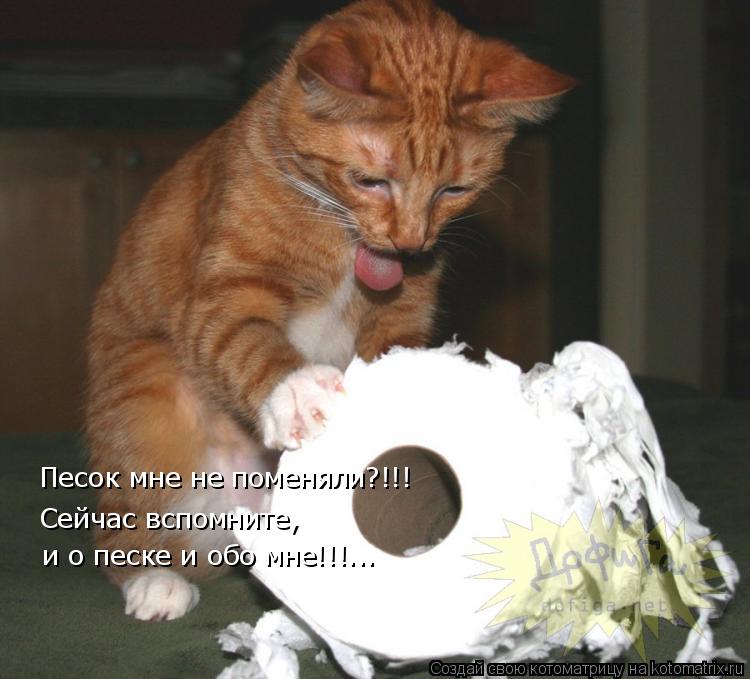 Котоматрица: Песок мне не поменяли?!!! Сейчас вспомните, и о песке и обо мне!!!...