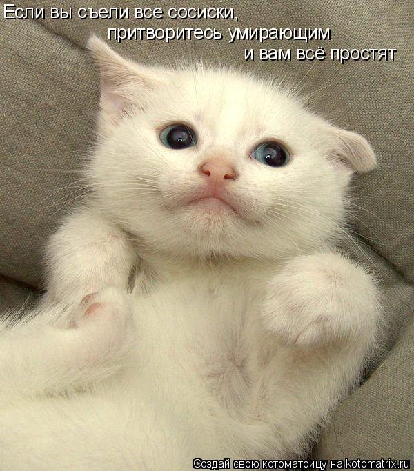 Если вы съели все сосиски, притворитесь умирающим и вам всё простят... Котоматрица: Если вы съели все сосиски, притворитесь умирающим и вам всё простят