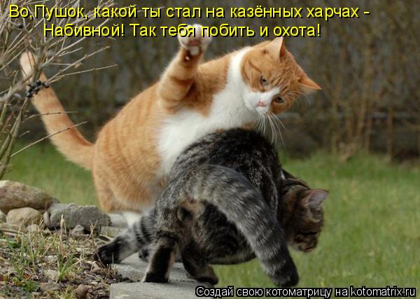 Котоматрица: Во,Пушок, какой ты стал на казённых харчах - Набивной! Так тебя побить и охота!