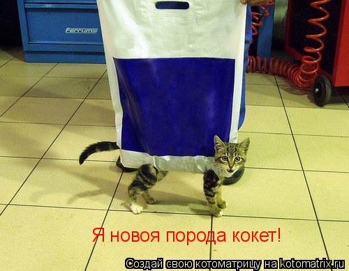 Я новоя порода кокет!... Котоматрица: Я новоя порода кокет!