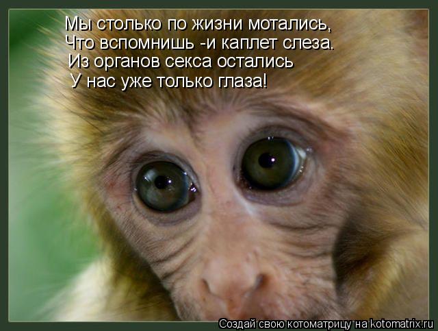 Котоматрица: Мы столько по жизни мотались, Что вспомнишь -и каплет слеза. Из органов секса остались У нас уже только глаза!