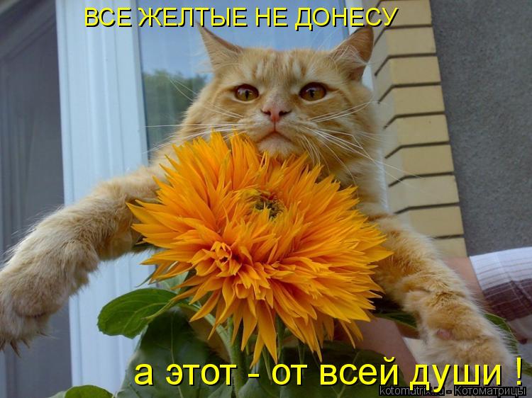 Котоматрица: ВСЕ ЖЕЛТЫЕ НЕ ДОНЕСУ а этот - от всей души !