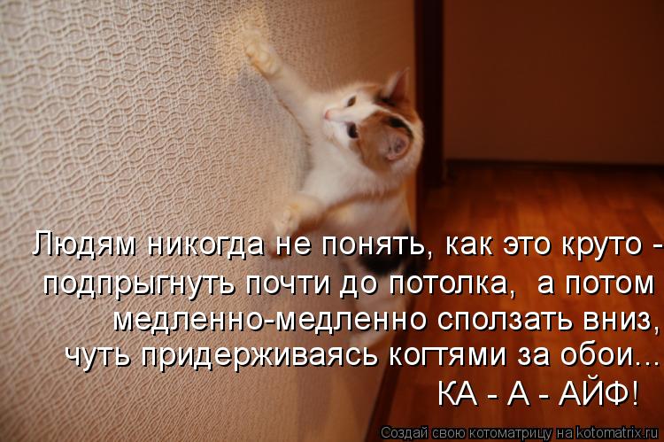 Людям никогда не понять, как это круто - подпрыгнуть почти до потолка, а потом медленно-медленно спо... Котоматрица: Людям никогда не понять, как это круто - подпрыгнуть почти до потолка, а потом медленно-медленно сползать вниз, чуть придерживаясь когтями