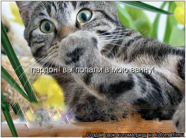 пардон! вы попали в мою ванну!... Котоматрица: пардон! вы попали в мою ванну!