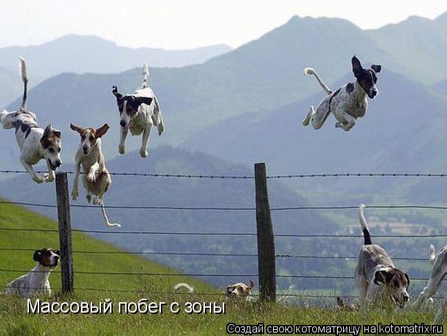 Котоматрица: Массовый побег с зоны