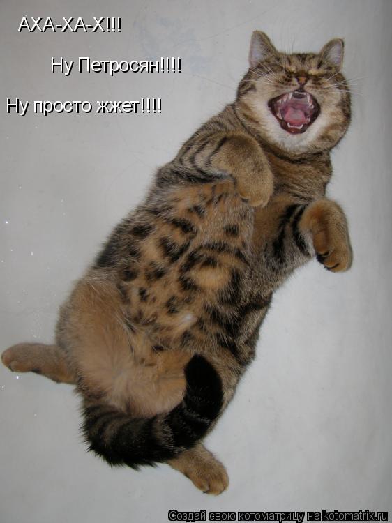 Котоматрица: АХА-ХА-Х!!! Ну Петросян!!!! Ну просто жжет!!!!