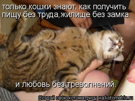 Котоматрица: только кошки знают, как получить пищу без труда,жилище без замка и любовь без треволнений.