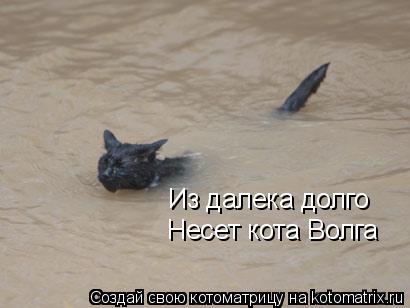 Из далека долго Несет кота Волга... Котоматрица: Из далека долго Несет кота Волга