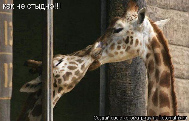 как не стыдно!!!... Котоматрица: как не стыдно!!!