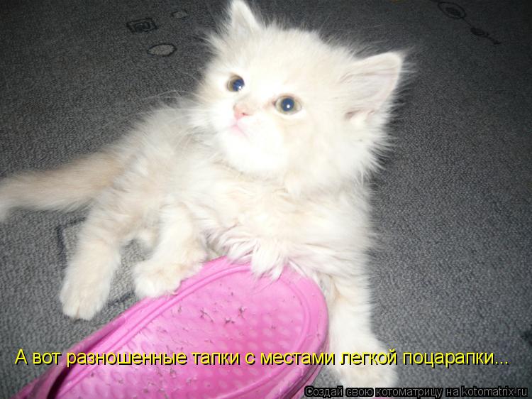 Котоматрица: А вот разношенные тапки с местами легкой поцарапки...
