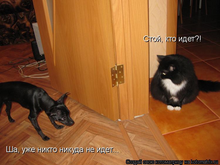 Стой, кто идет?! Ша, уже никто никуда не идет...... Котоматрица: Стой, кто идет?! Ша, уже никто никуда не идет...