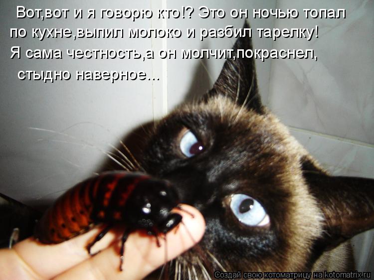 Вот,вот и я говорю кто!? Это он ночью топал по кухне,выпил молоко и разбил тарелку! Я сама честность... Котоматрица: Вот,вот и я говорю кто!? Это он ночью топал по кухне,выпил молоко и разбил тарелку! Я сама честность,а он молчит,покраснел, стыдно наверное...