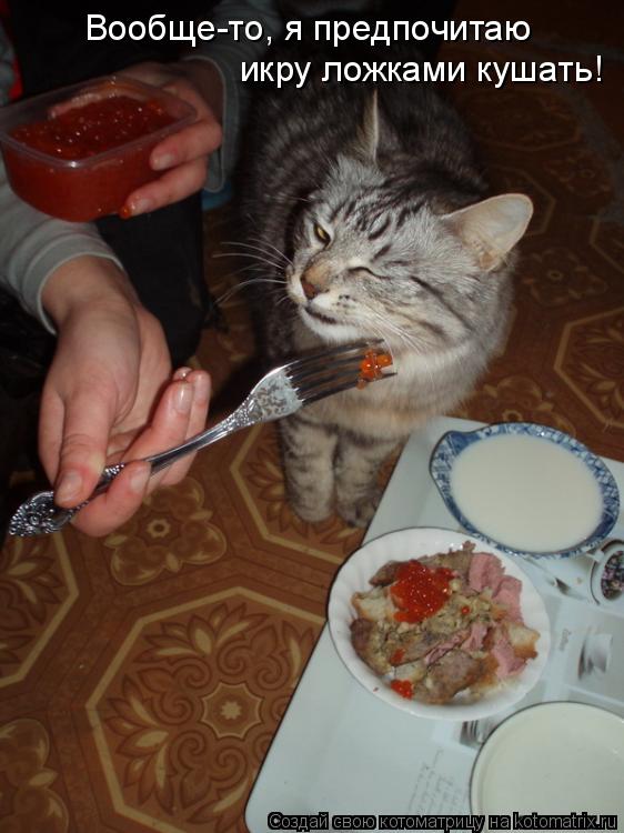 икру ложками кушать! Вообще-то, я предпочитаю... Котоматрица: икру ложками кушать! Вообще-то, я предпочитаю