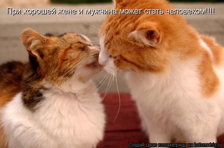 При хорошей жене и мужчина может стать человеком!!!!... Котоматрица: При хорошей жене и мужчина может стать человеком!!!!