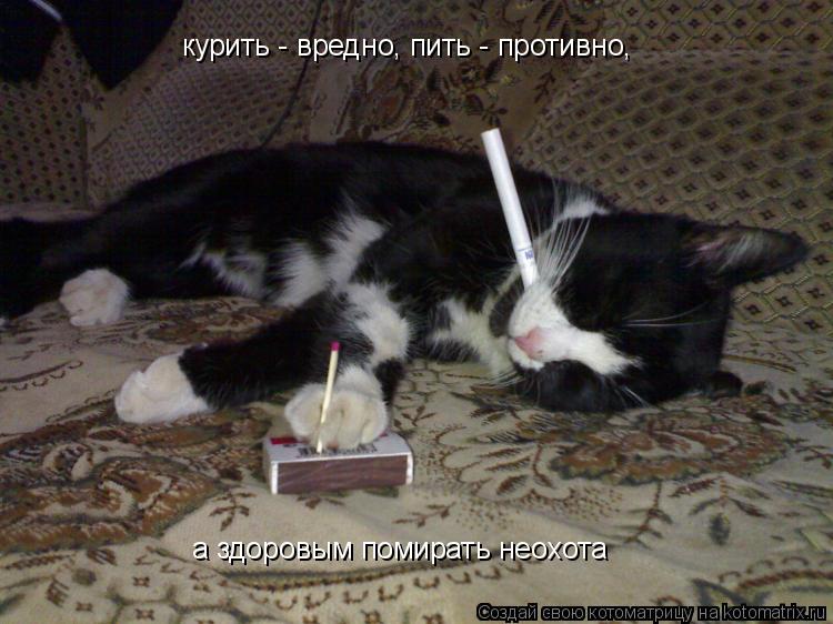 курить - вредно, пить - противно, а здоровым помирать неохота... Котоматрица: курить - вредно, пить - противно, а здоровым помирать неохота