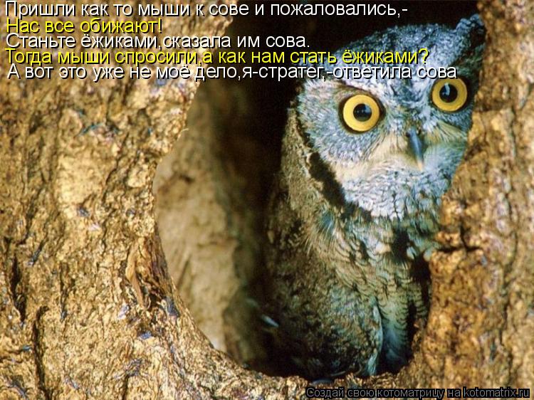 Пришли как то мыши к сове и пожаловались,- Нас все обижают! Станьте ёжиками,сказала им сова. Тогда мы... Котоматрица: Пришли как то мыши к сове и пожаловались,- Нас все обижают! Станьте ёжиками,сказала им сова. Тогда мыши спросили,а как нам стать ёжиками? А во