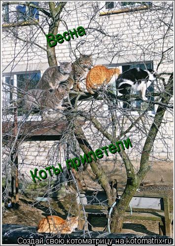 Весна Коты прилетели... Котоматрица: Весна Коты прилетели