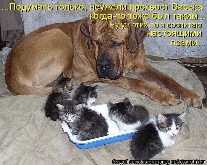 ...Подумать только, неужели прохвост Васька когда-то тоже был таким... Ну уж этих-то я воспитаю насто... Котоматрица: ...Подумать только, неужели прохвост Васька когда-то тоже был таким... Ну уж этих-то я воспитаю настоящими псами...