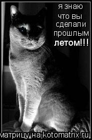 Котоматрица: я знаю что вы сделали прошлым летом!!!